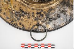 Foto von Bronzebreitrandfußschale (NHMW-PRAE-025275)